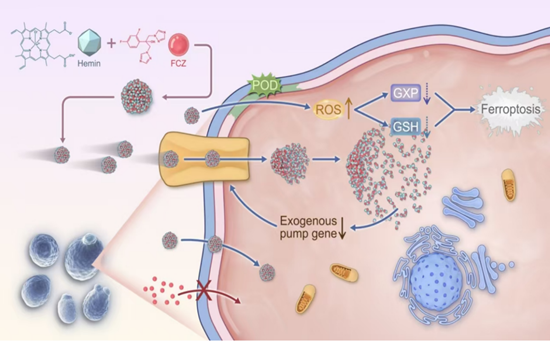 Fig.7 The construction of GM (Hemin) and its antibacterial mechanism
