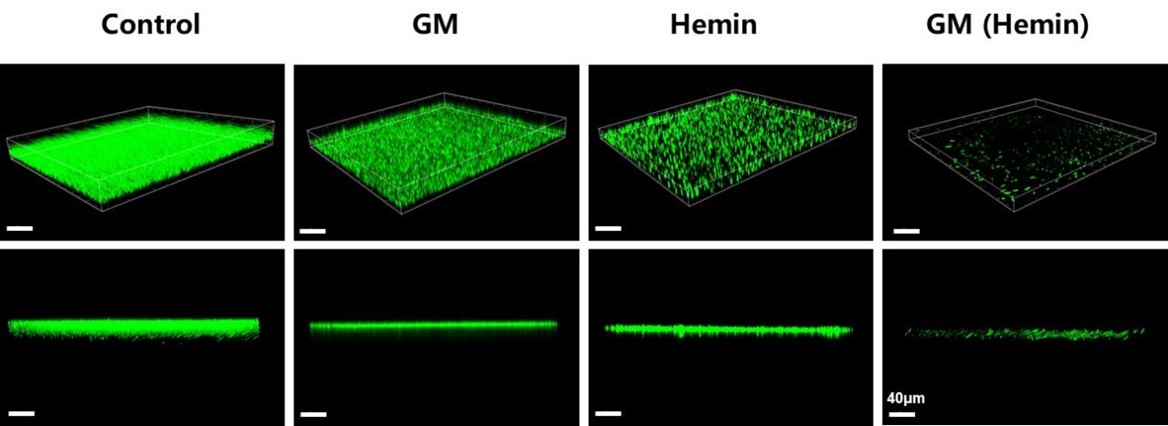 Fig.9 The scavenging effect of GM (Hemin) on Methicillin-Resistant Staphylococcus aureus (MRSA) biofilm was observed by laser confocal imaging.