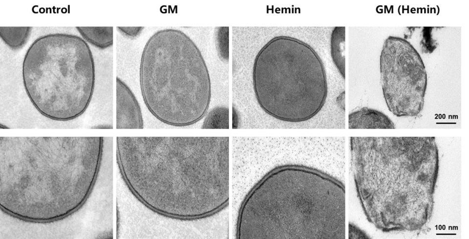 Fig.10 Observation of MRSA treated with GM (Hemin) by transmission electron microscope.
