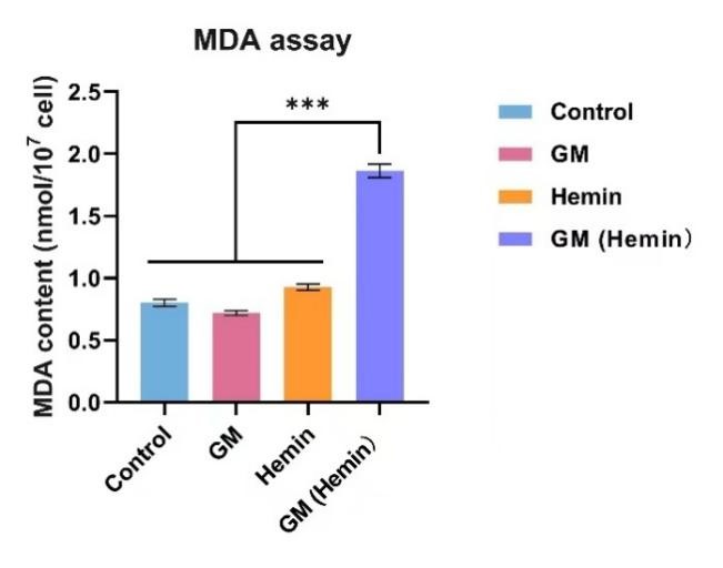 Fig.12 Detection of lipid peroxidation via Malondialdehyde levels