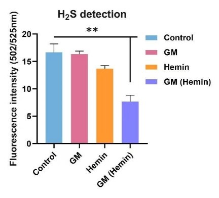Fig.13 Hydrogen Sulfide content in MRSA after treatment with GM (Hemin)