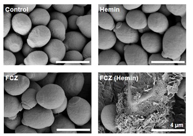 Fig.16 SEM images of C. albicans treated with FCZ (Hemin).